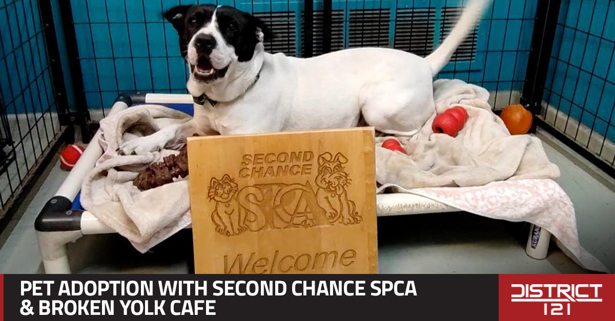 Pet adoption event with Second Chance SPCA at Broken Yolk Cafe in McKinney.