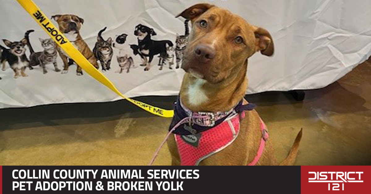 Pet adoption event in McKinney on May 10 with Collin County Animal Services at Broken Yolk Cafe.